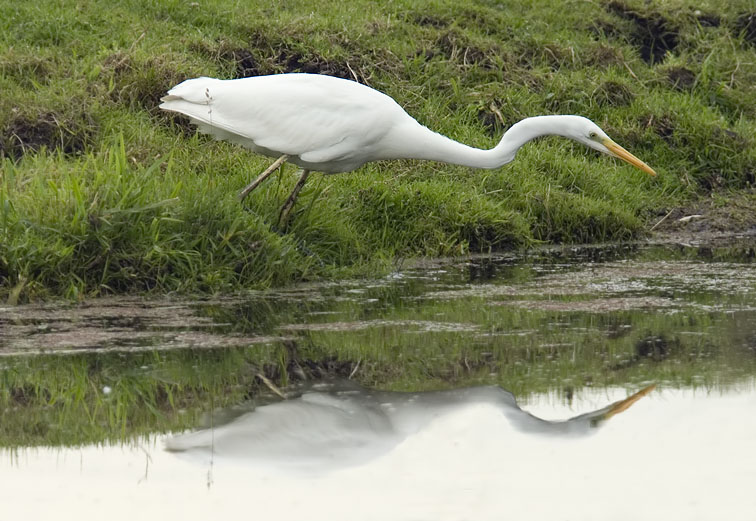 Grotezilverreiger230707